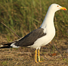 adult graellsii in May, ringed in the Netherlands. (83502 bytes)